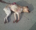 Εύβοια: Η πρώτη σύλληψη για θανάτωση σκύλου σε τροχαίο
